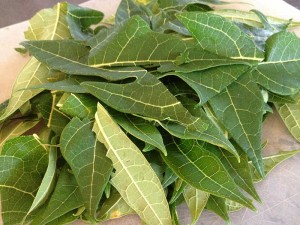 Papaya leaf as cure for dengue